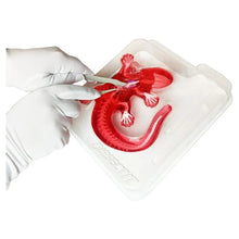 Load image into Gallery viewer, Top Secret Toys - Dissect It: A Synthetic Salamander Dissection Kit, MINI