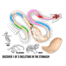 Load image into Gallery viewer, Top Secret Toys - Dissect It: A Synthetic Rattlesnake Dissection Kit