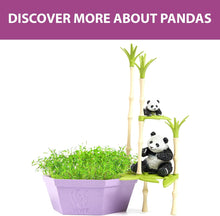 Load image into Gallery viewer, PlayMonster - Wild Scenes: Pandas' Bamboo Forest Grow & Play Kit