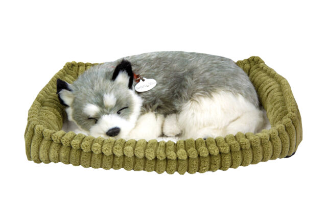 Alaskan Husky Perfect Petzzz - Lots of plush dogs and more here toys – Toy  Island Online