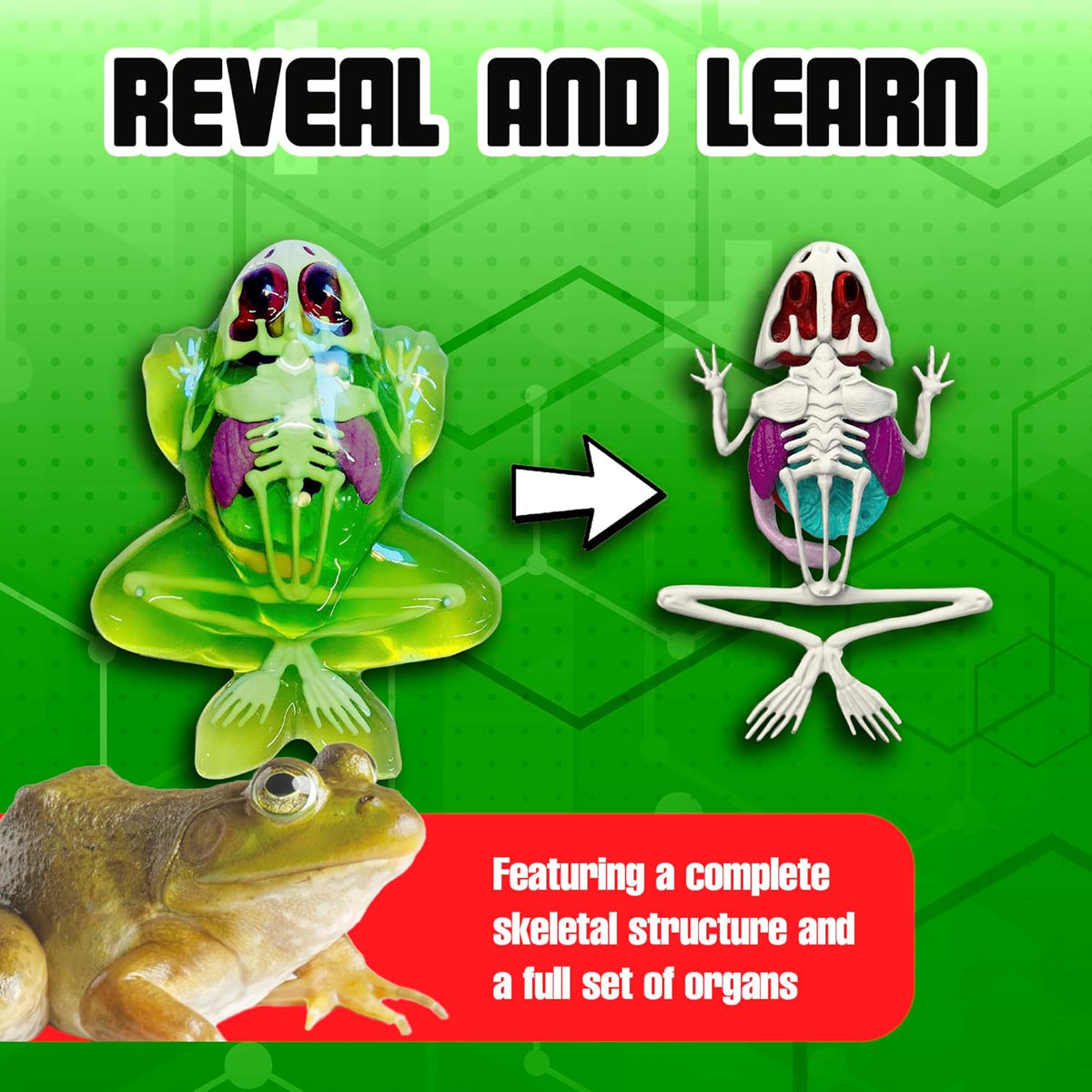Top Secret Toys - Dissect It: A Synthetic Frog Dissection Kit, LARGE ...