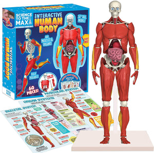 Be Amazing! Toys Interactive Human Body Fully Poseable Anatomy Figure – 14” Tall Human Body Model for Kids - Anatomy Kit – Removable Muscles, Organs and Bones STEM Kids Anatomy Toy – Ages 8+