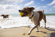 Load image into Gallery viewer, Waboba Fetch Water Ball for Dogs, Yellow