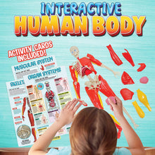 Load image into Gallery viewer, Be Amazing! Toys Interactive Human Body Fully Poseable Anatomy Figure – 14” Tall Human Body Model for Kids - Anatomy Kit – Removable Muscles, Organs and Bones STEM Kids Anatomy Toy – Ages 8+